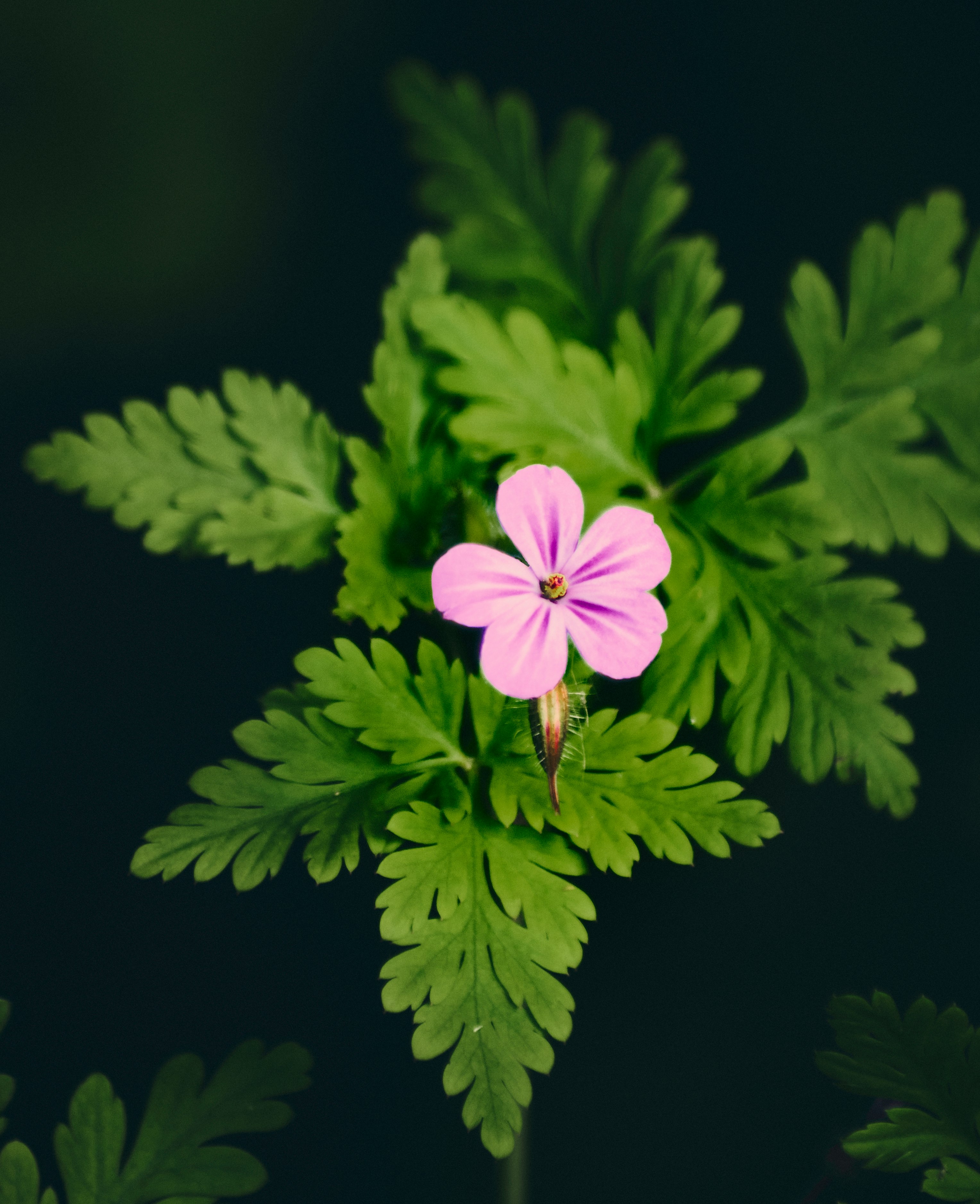 green 5 petaled flower in close up photography